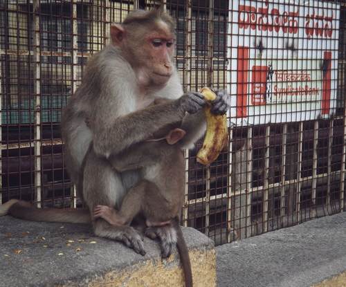 Monkey Opening a Banana for her Kid