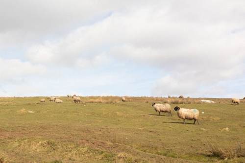 Sheep in Northumberland